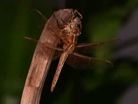 download lagu mp3 mp4 Metamorphosis Of Life, download lagu Metamorphosis Of Life gratis, unduh video klip Metamorphosis Of Life