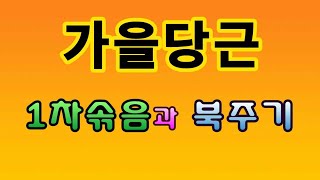 [텃밭농부.759]  가을당근 솎아주고 북주고 웃거름주고 #가을당근재배 #당근재배