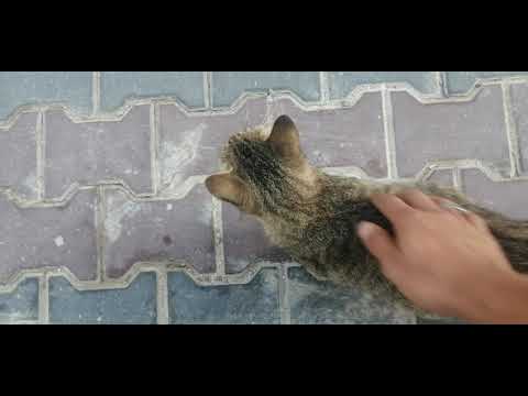 Tour de alimentación de gatos Sabah