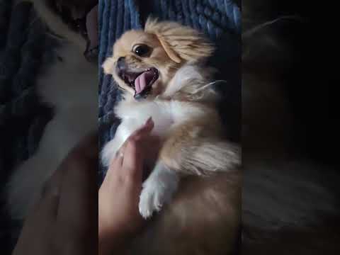 маленькая-большая часть моей жизни😊✨💗 #животные #тренды #собака #счастье #частьжизни
