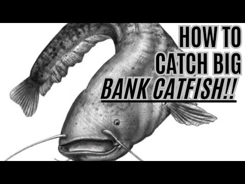 HOW TO Catch BIG Bank Catfish - THE Boatless Catfishing Guide