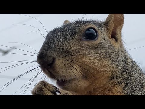 Always wash up after you eat Little Nuts the Squirrel leads by example