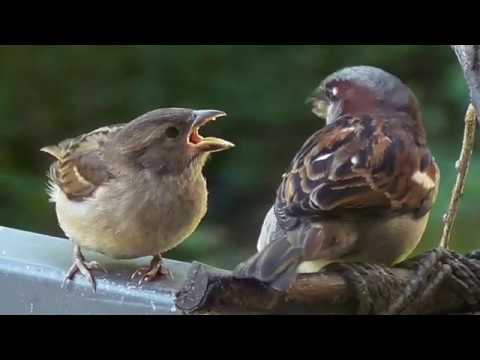 Unser wilder Stadt-Balkon in Hamburg – Eichhörnchen und andere wilde Nachbarn willkommen!