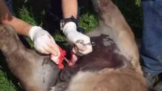 preview picture of video 'Flame gets Castrated-Part 1 GRAPHIC SURGERY on a PONY'