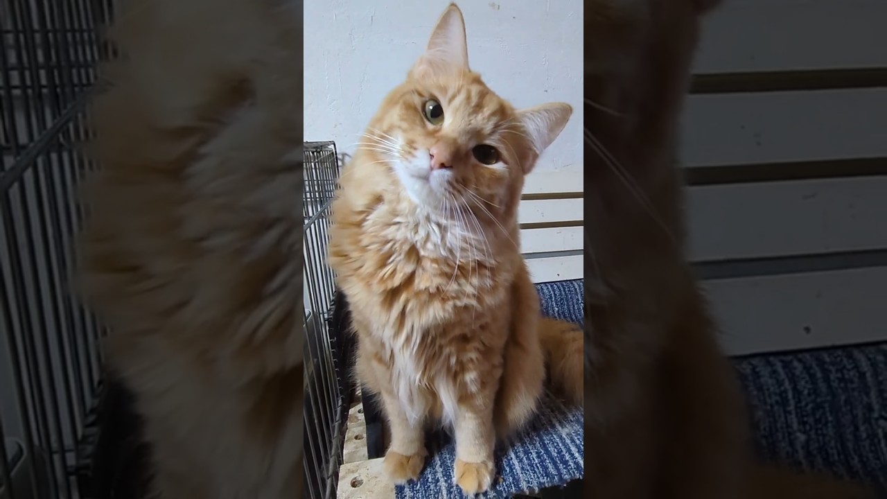 ママに怒られた💦　Qoo