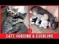 Try Not To Laugh At This Adorable Cats Hugging Compilation Cutest Funny Videos Ever