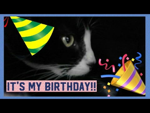 Marty the Cat's Birthday!!