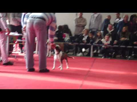 hornet eagle blend leaders of revolt sajam cacib 2011