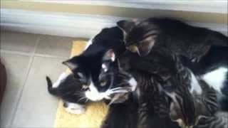 Kittens on Dallas craigslist