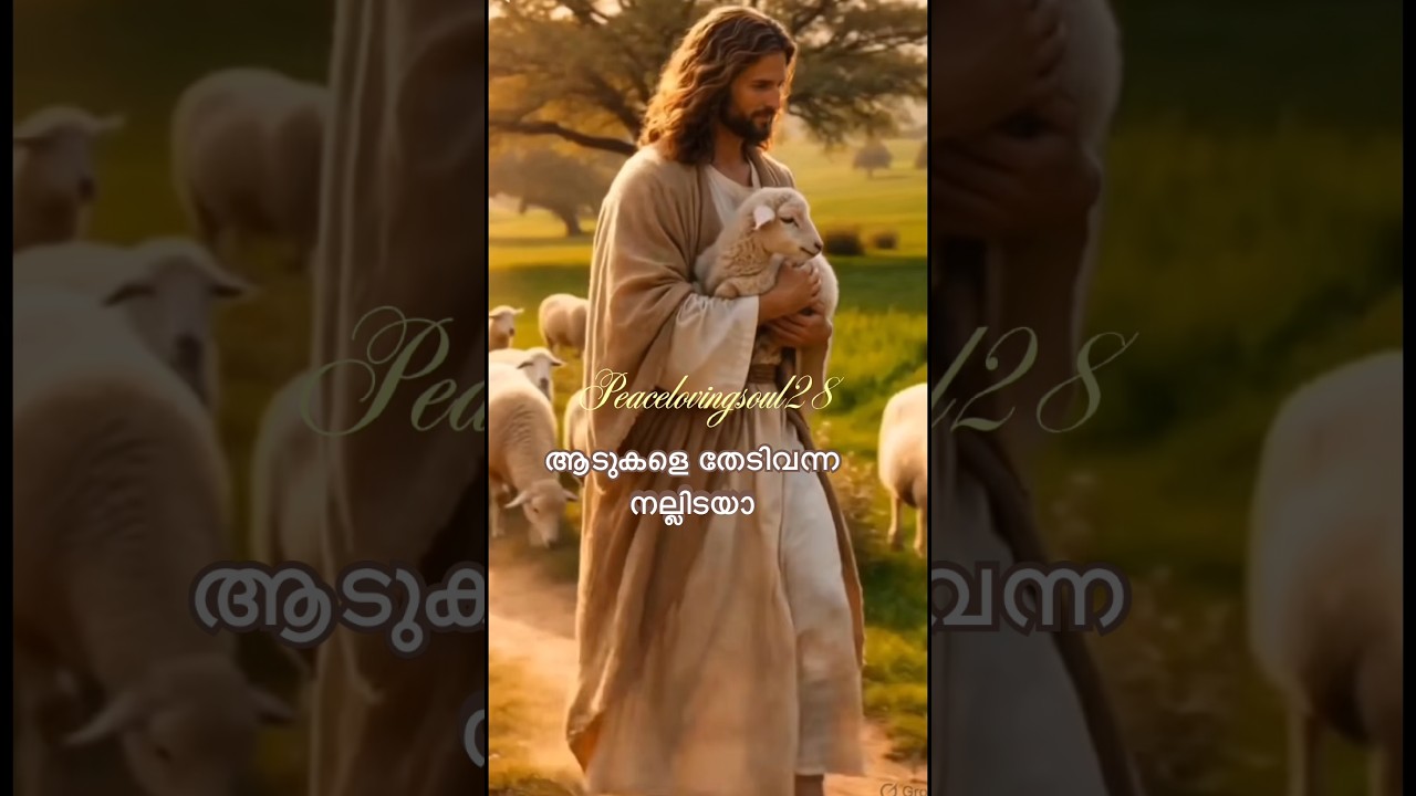 ആടുകളെ തേടിവന്ന നല്ലിടയാ
