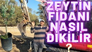 Zeytin Fidanı Nasıl Dikilir?  Fidan Nasıl Dikilir?
