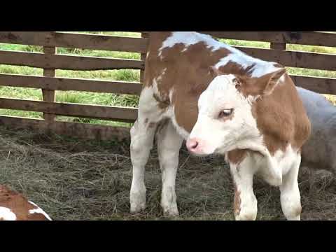 Chochołów, Witów. Weekend w Tatrach.