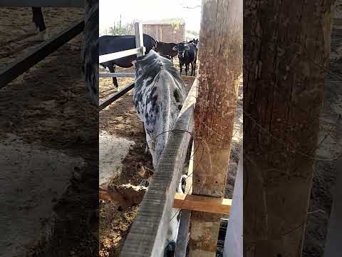 tirando leite na ordenia fazenda José Paulo morais da costa jùnior granito Pernambuco brasil