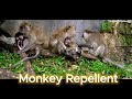 7 Hour Of Ultrasonic Monkey Repellent High Frequency Sound