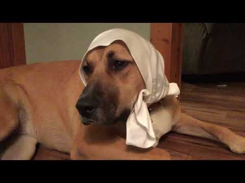 Arabian dog meme HD