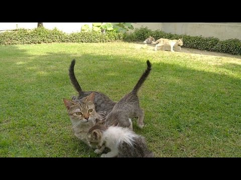 Mother Cat Is Weaning Her Kittens But Upset Cat Babies Aren't Willing To Leave Mama