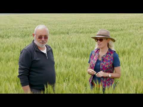 Cum arata culturile celui mai renumit morar din estul tarii