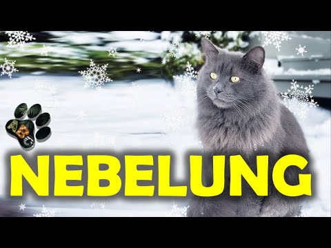 NEBELUNG cat breed - Everything about