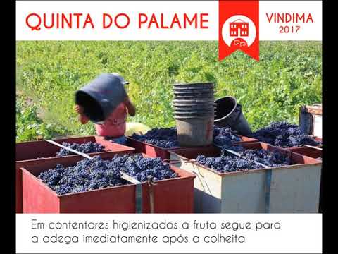 Vindimas 2017 na Quinta do Palame
