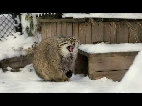 If a Pallas's cat puts its paws on a tail it's freezing outside (landscape version)