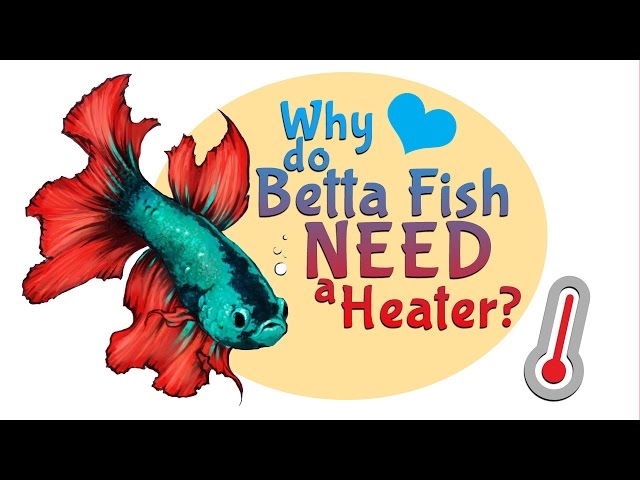 Why do Betta Fish NEED a heater for their tank or bowl ?