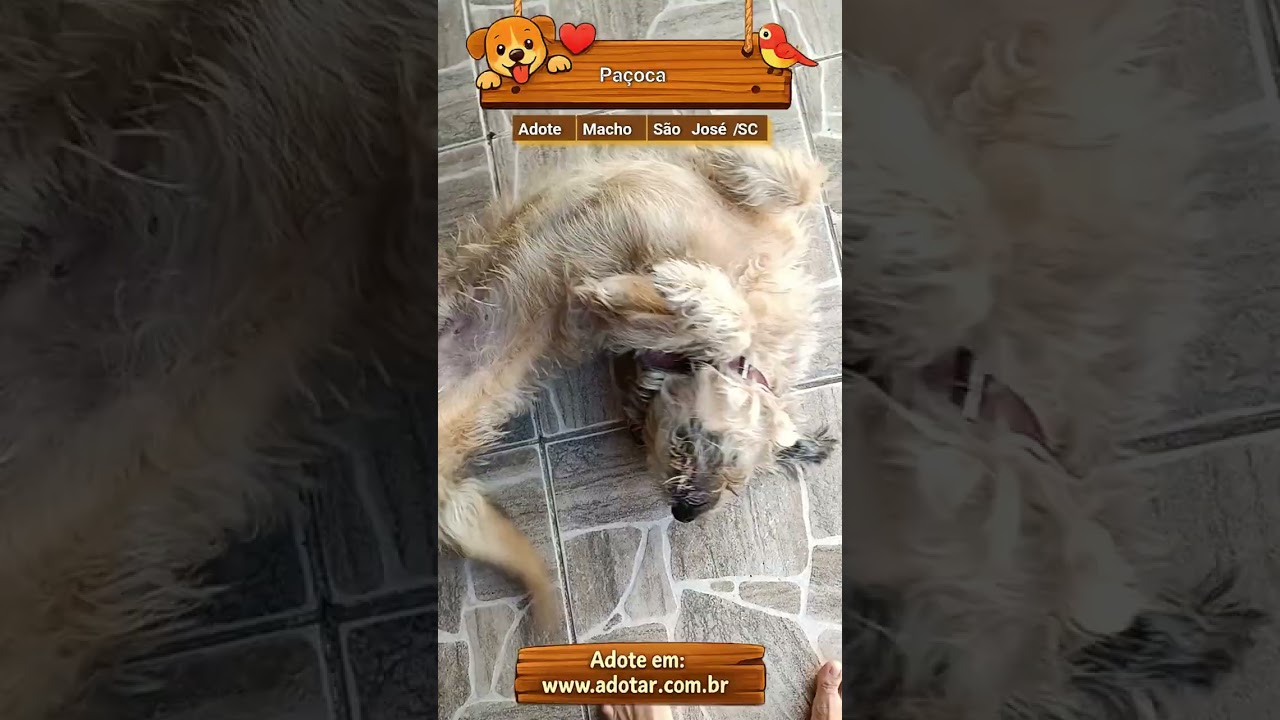 Cachorro raça SRD-ViraLata idade 3 anos nome Paçoca
