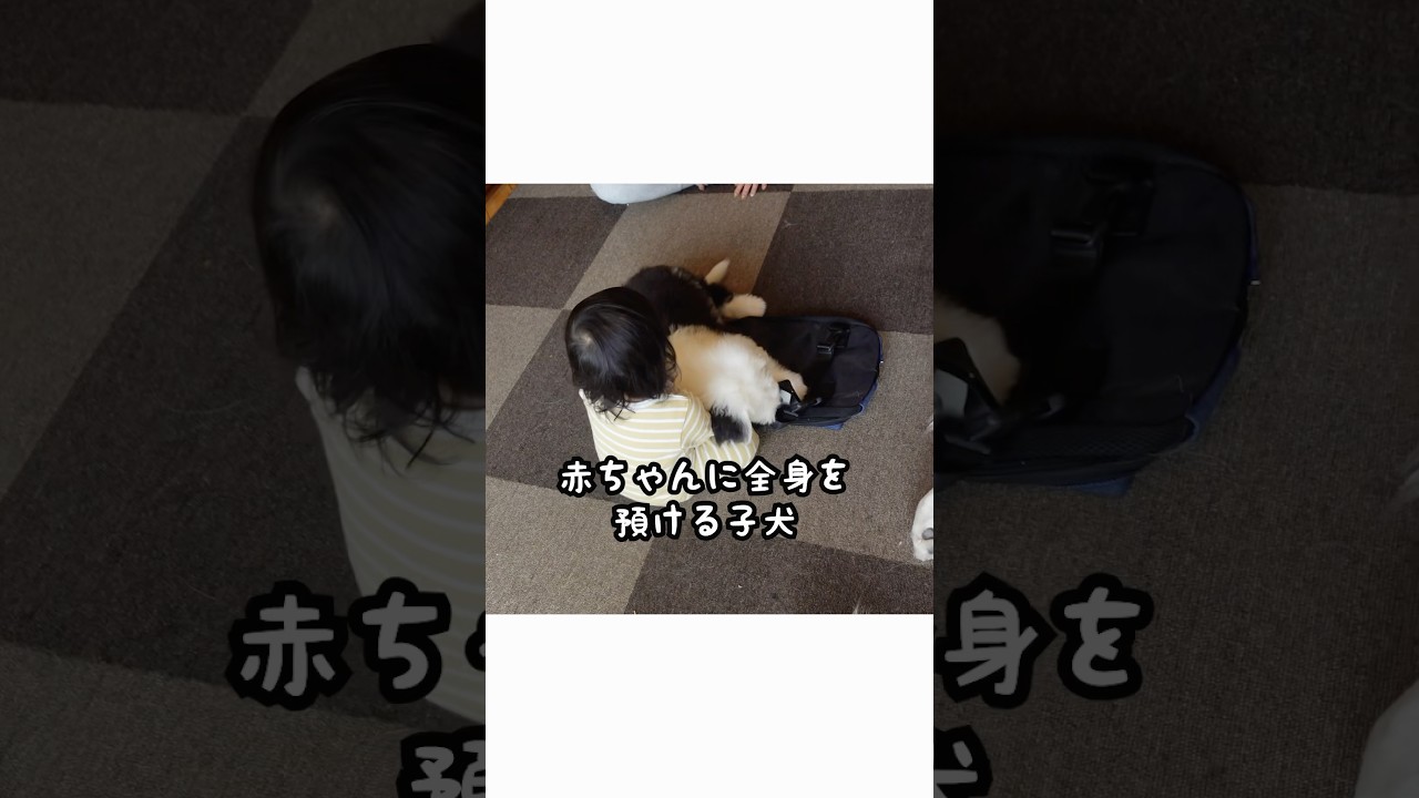 赤ちゃんに全身を預けて甘え始めた子犬が可愛い♡
