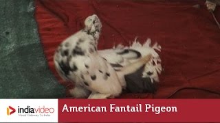 American Fantail Pigeon 