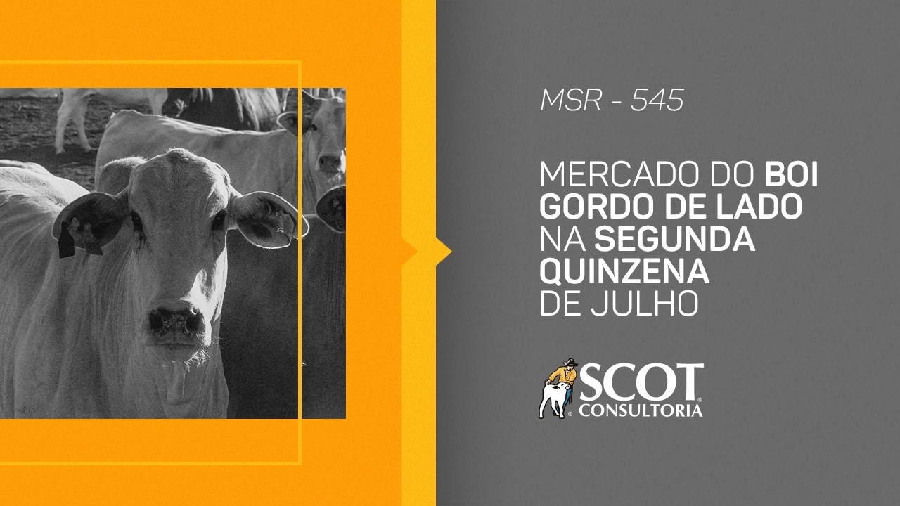 Mercado do boi gordo de lado na segunda quinzena de julho