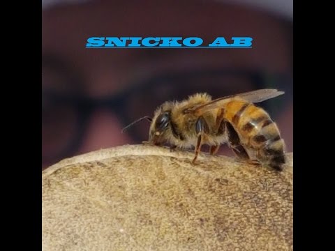 Almbro bigård (nu blir vi rika)