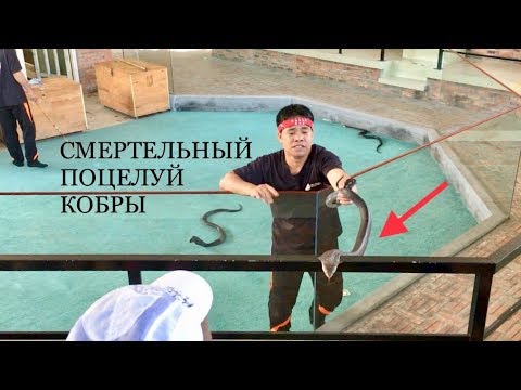 ПОЦЕЛУЙ ПОЛОЗА # ЯДОВИТЫЕ КОБРЫ # ГИГАНТСКИЙ ПИТОН