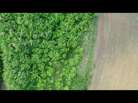 Prima pădure, 3 ha, Suplac, jud. Mures