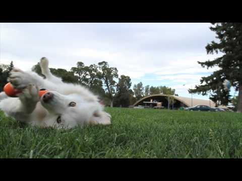 Игрушка для собак West Paw Zogoflex Hurley Bone кость 15 см Cалатовый (ZG010AQA) - фото 1 - id-p1897448296