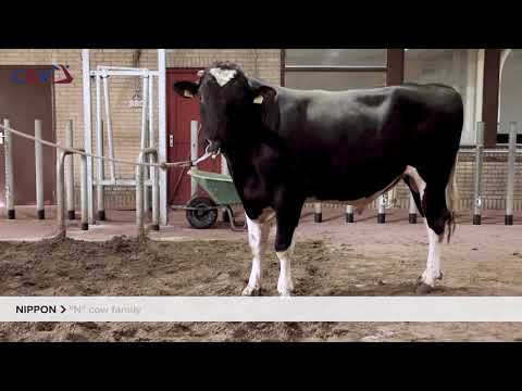 Delta Nippon P (movie)