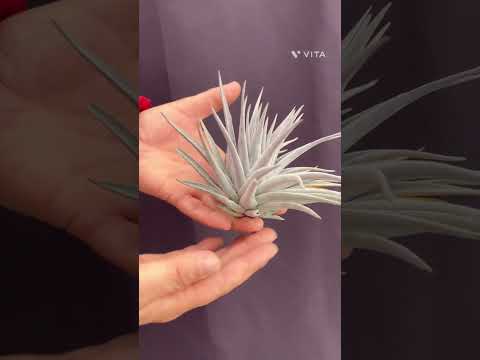 ブルーティランジア 植物