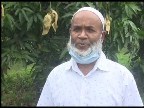 রাজশাহীর প্রায় ১৫ শতাংশ আম ঝরে পড়েছে | ETV News