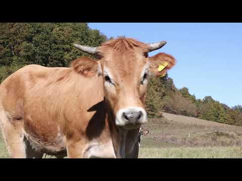 Allevamenti e pascoli Elledidi: la qualità della tradizione piemontese