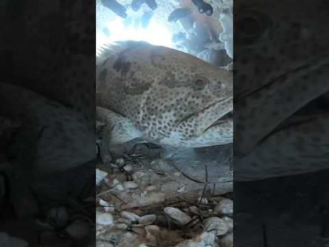 Giant Grouper Deep Sea Fish 🐠🐋🐟#shorts #rhlsonababu #viral