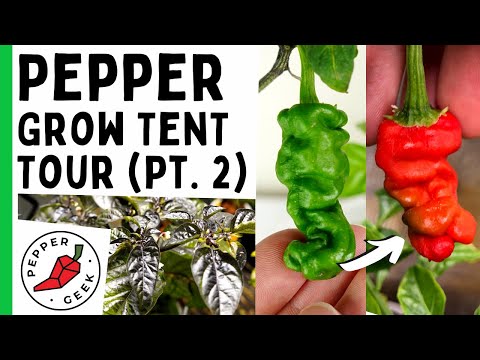 Pepper Geek Hot Pepper Grow Tent Tour (Part 2) - New Grow Light!