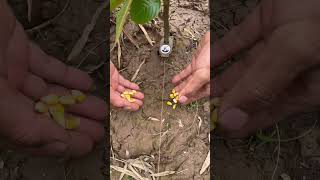 Download lagu Jebakan burung otomatis simpel #jebakanburung #merpati #rekomendasi #perkutut #campursari mp3