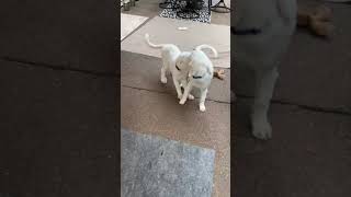 Video preview image #1 Great Pyrenees Puppy For Sale in Spring, TX, USA