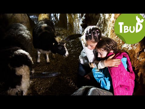 Höhlenangst (Folge 25) | Tiere bis unters Dach