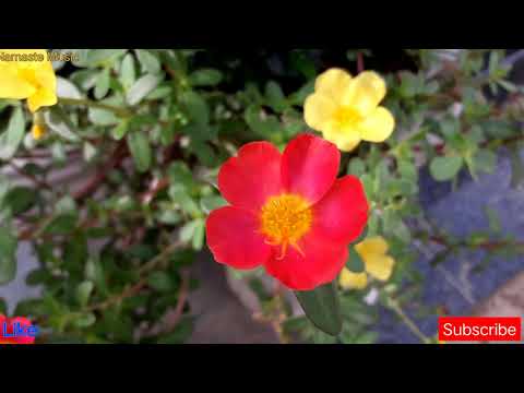 Beautiful Flowers - Amazing Nature scenery| relaxing music| "wildflower"| by Mandeep