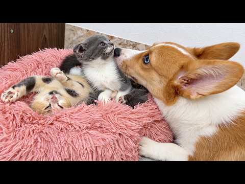 YouTube 썸네일
