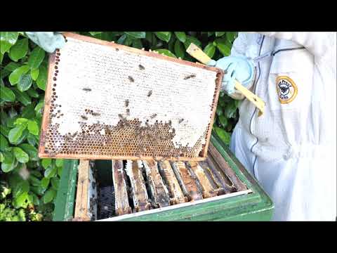 Kontrolle meiner Wirtschaftsvölker I Gibt es Honig?