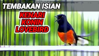 Download lagu TEMBAKAN murai batu langsung NYAUT dengan isian KENARI LOVEBIRD KONIN ini mp3