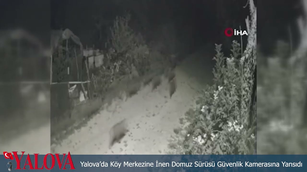 Yalova’da Köy Merkezine İnen Domuz Sürüsü Güvenlik Kamerasına Yansıdı