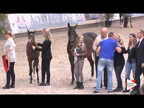 1st PLACE-N.109 HABIB’S NAKANZA - DEAUVILLE 2015 - Filly Foals Championship (Class 12)