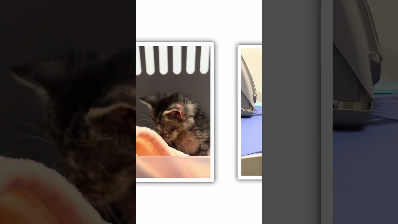 Pru video