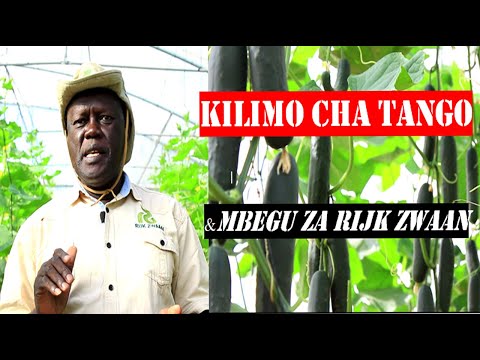 , title : 'Jifunze kilimo cha tango kwa kutumia mbegu bora za MydasRZF1 Rijk Zwaan Tanzania'